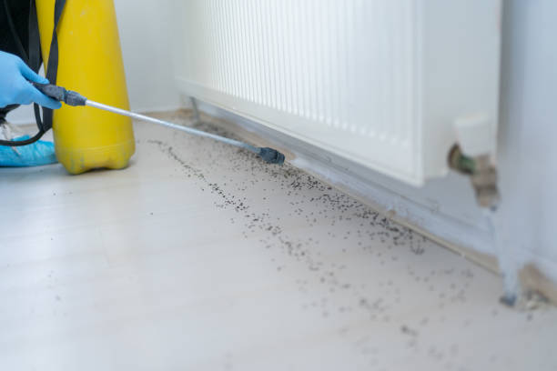 Best Bed Bug Extermination  in Shell Kno, MO